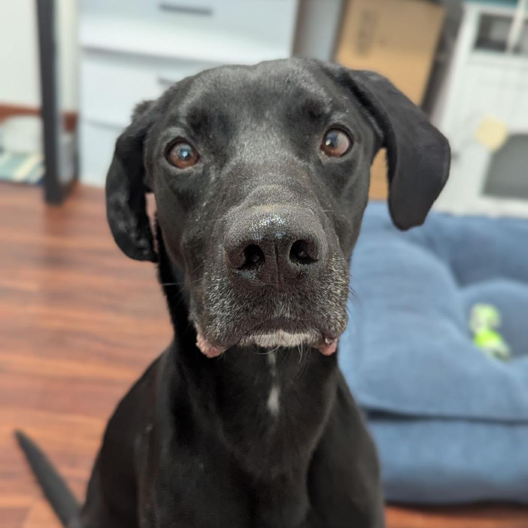 Van Gogh, an adoptable mixed breed in Ocala, FL image 4/6