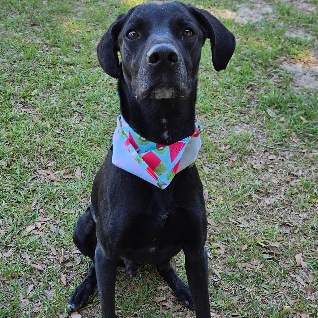 Enlarge Van Gogh, an adoptable mixed breed in Ocala, FL image 2/6