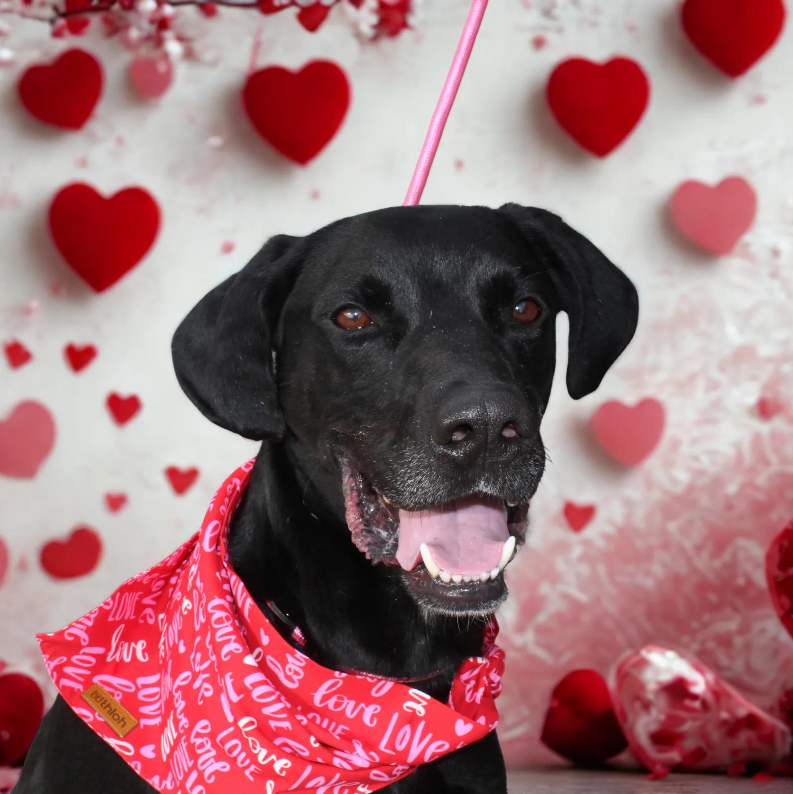Van Gogh, adoptable, Adult Male Black Labrador Retriever & Coonhound.
