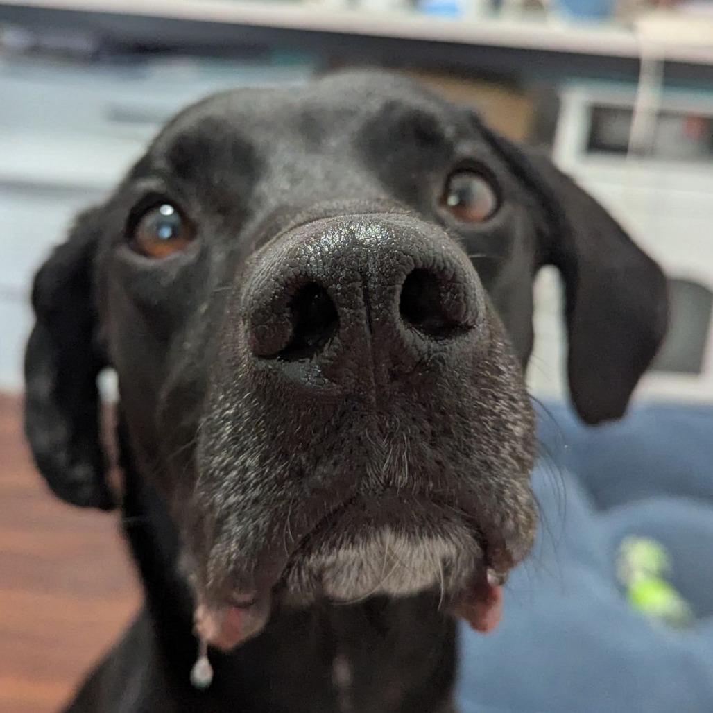 Van Gogh, an adoptable mixed breed in Ocala, FL image 2/6