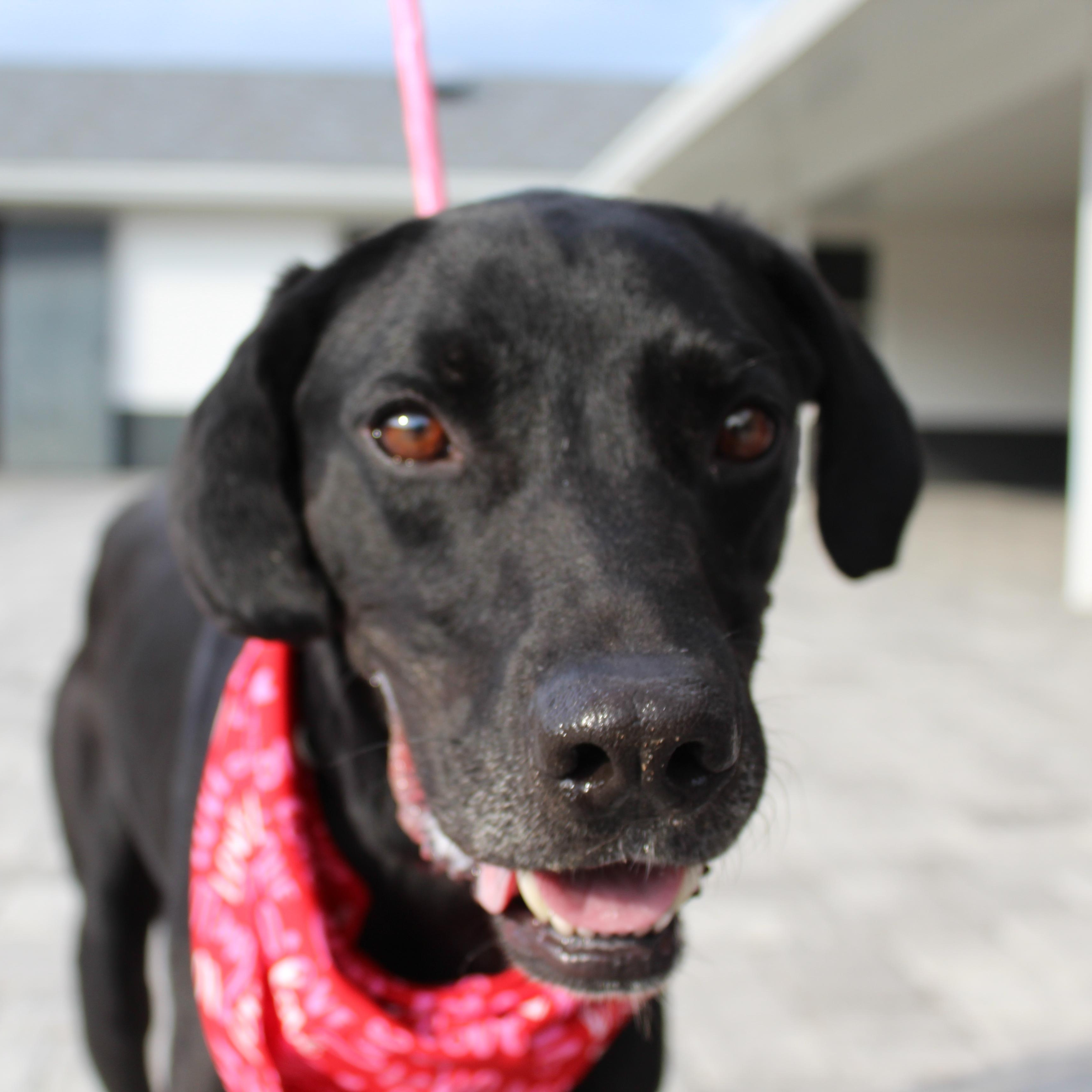 Van Gogh, adoptable, Adult Male Black Labrador Retriever & Coonhound.