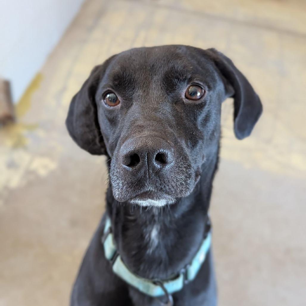 Van Gogh, an adoptable mixed breed in Ocala, FL image 6/6