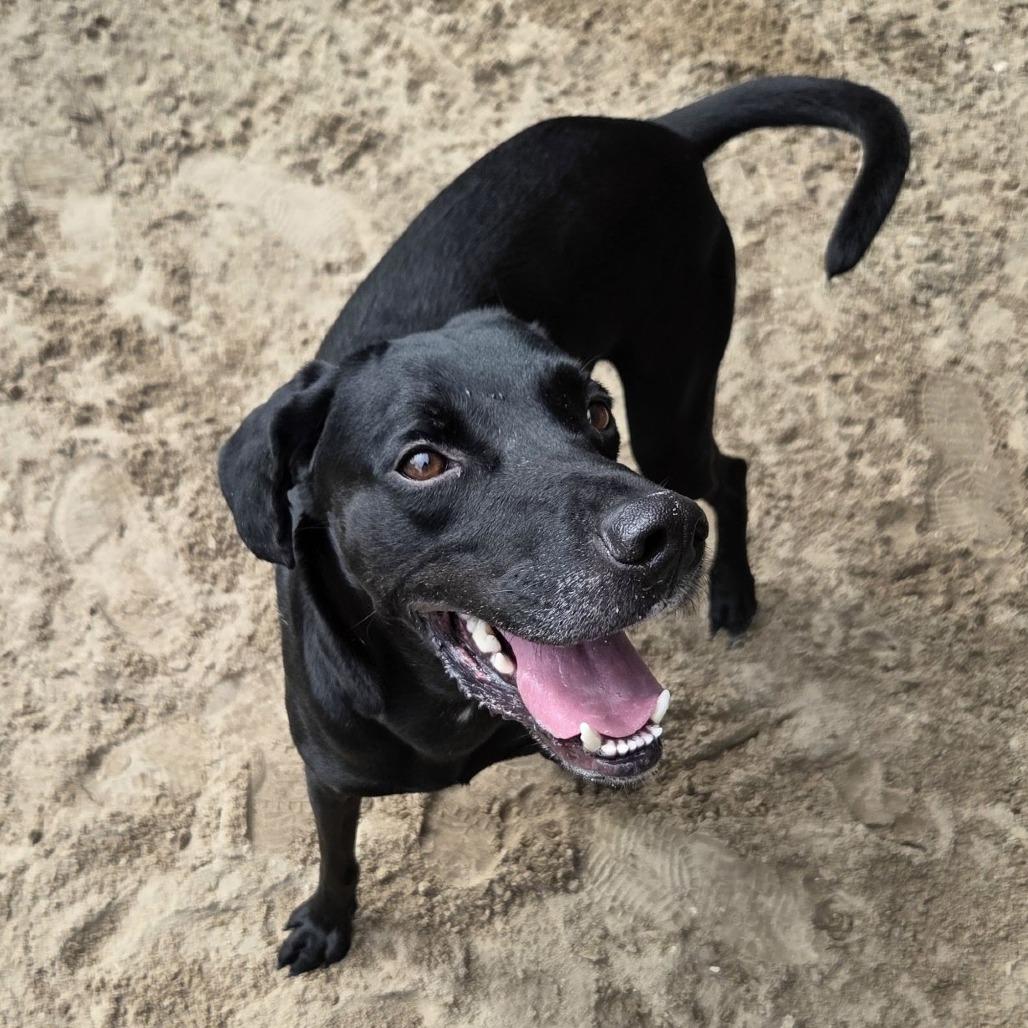 Van Gogh, Adoptable, Adult Male Black Labrador Retriever & Coonhound.