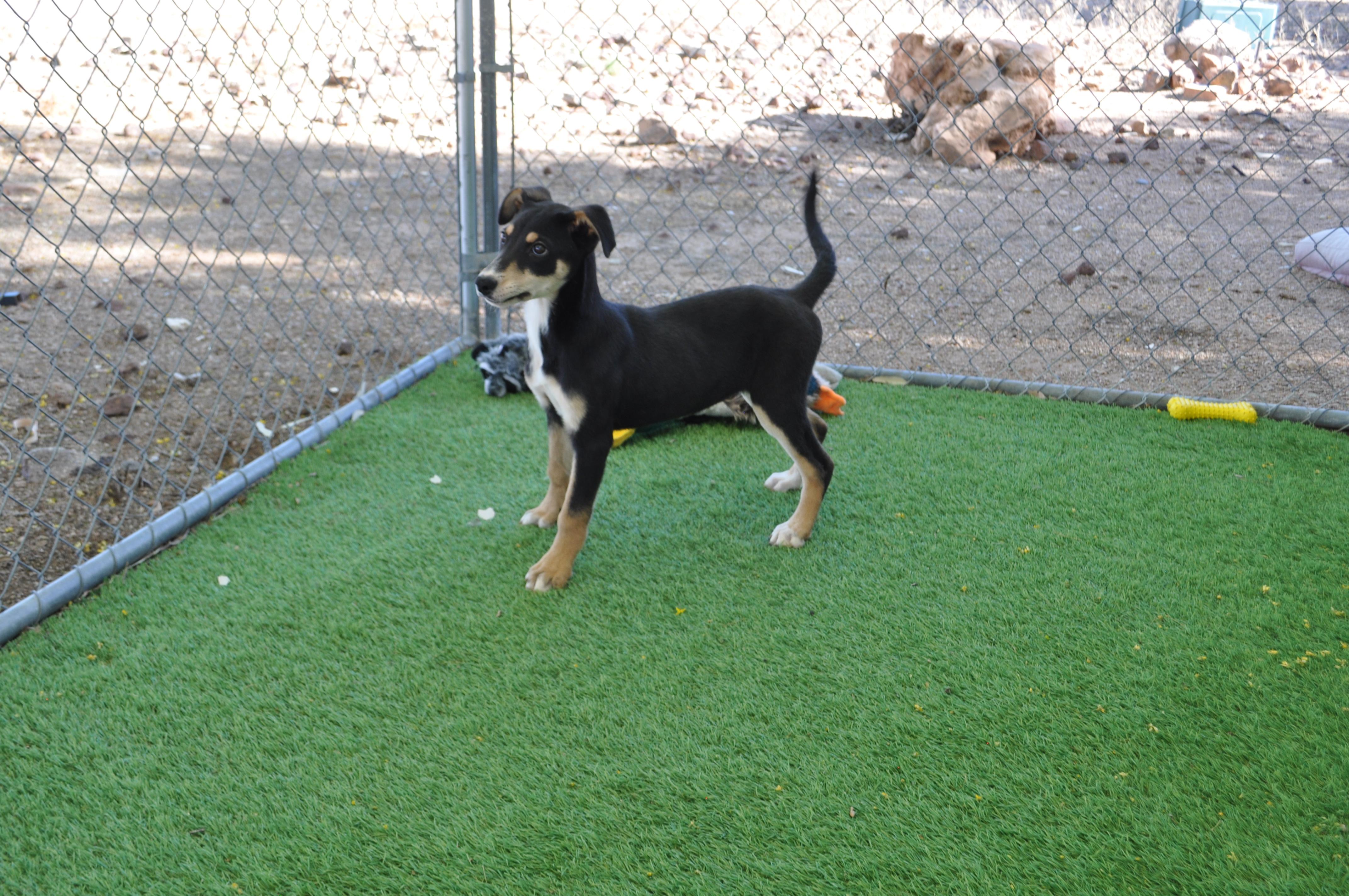 Enlarge Judy, an adopted mixed breed in Apache Junction, AZ image 1/2