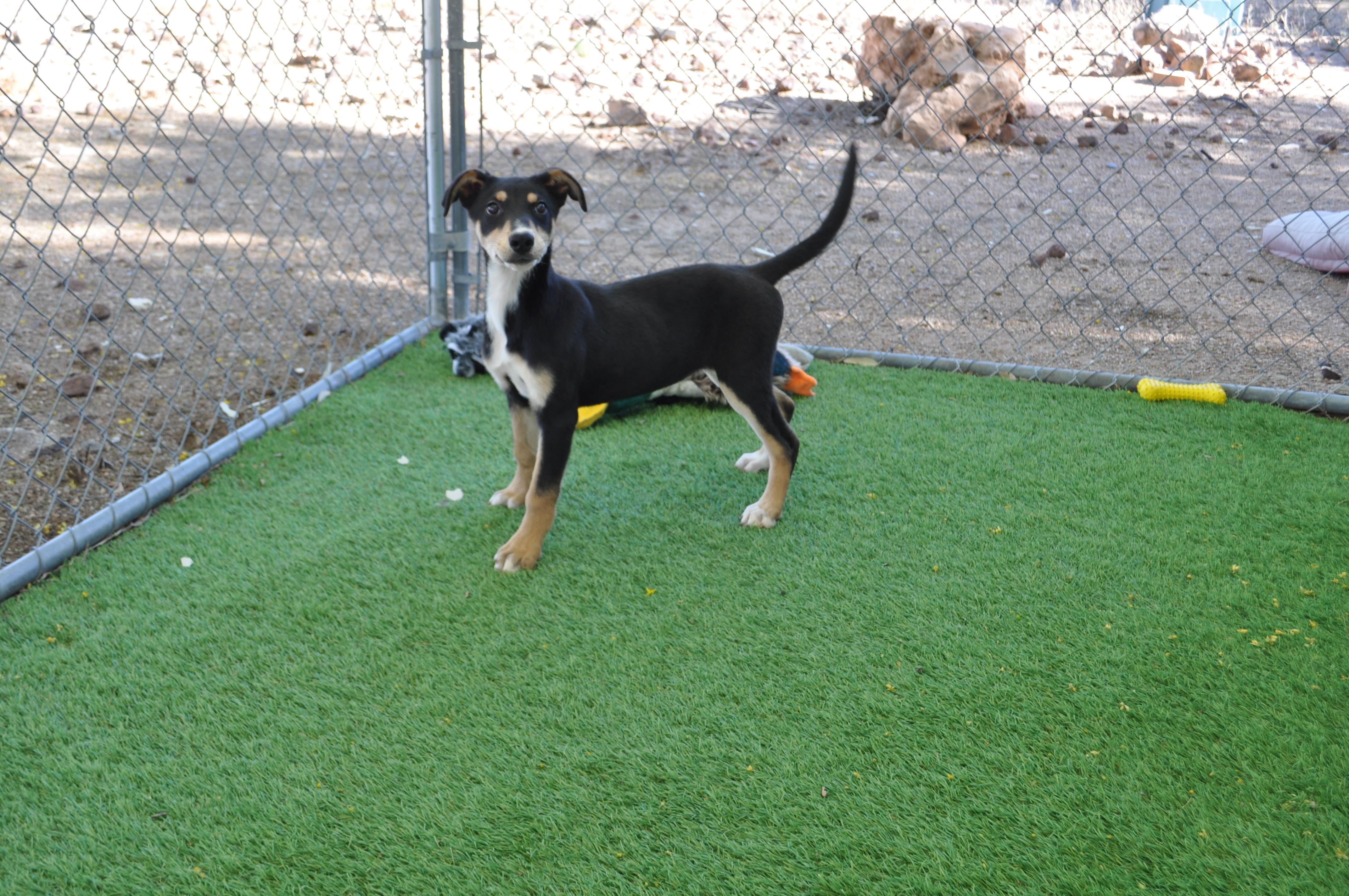 Enlarge Judy, an adopted mixed breed in Apache Junction, AZ image 2/2