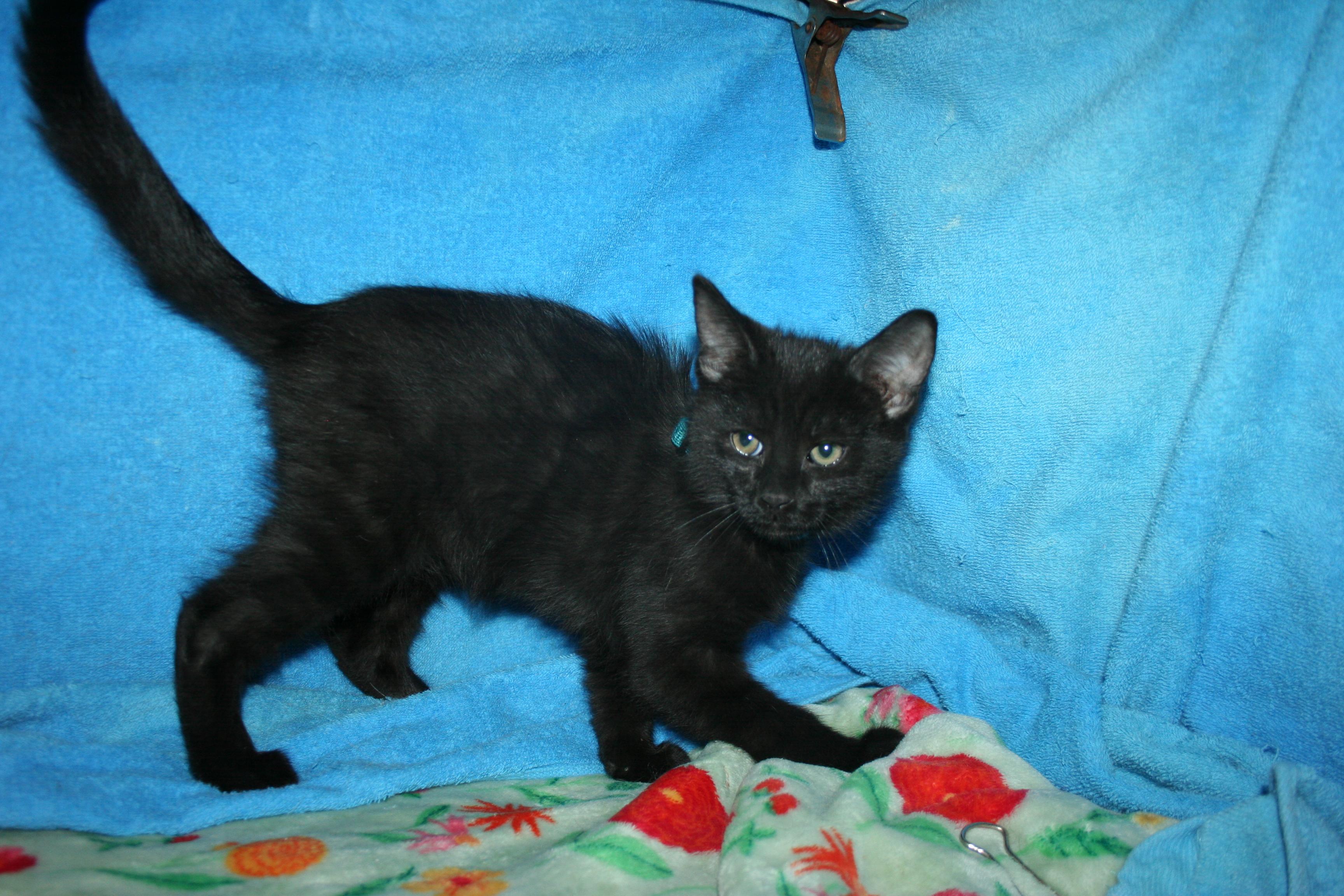 Huey, Adoptable, Kitten Male Domestic Medium Hair.