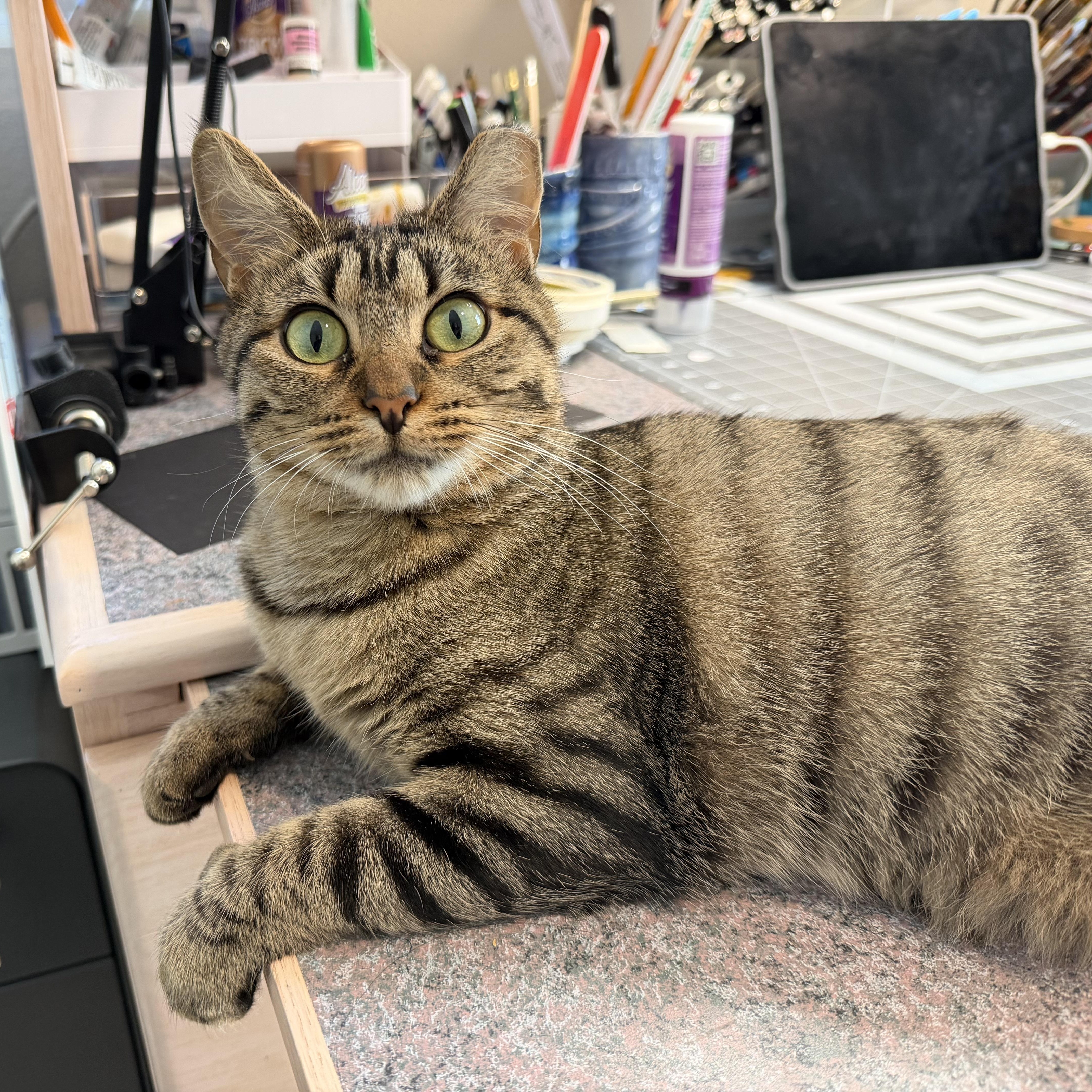 Loralai – sweet Tabby