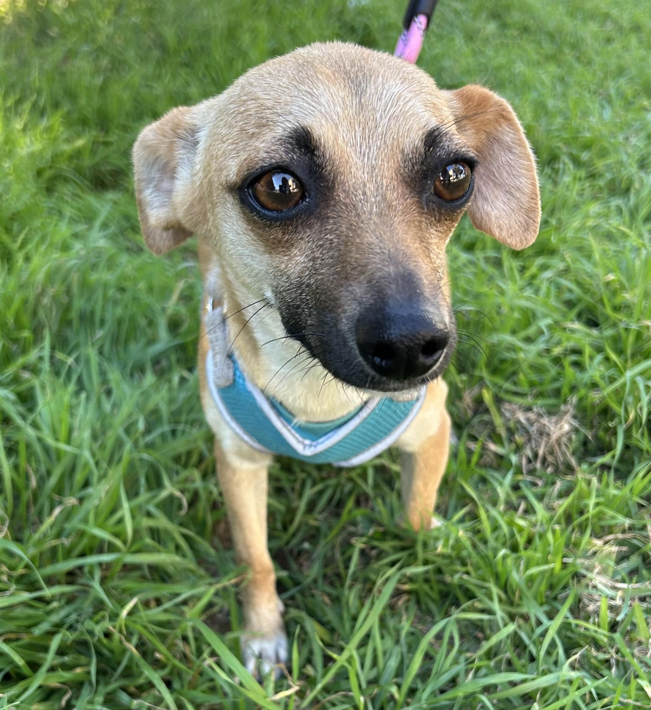 Enlarge DOLLY, a ADOPTABLE mixed breed in Bell Gardens, CA image 3/6