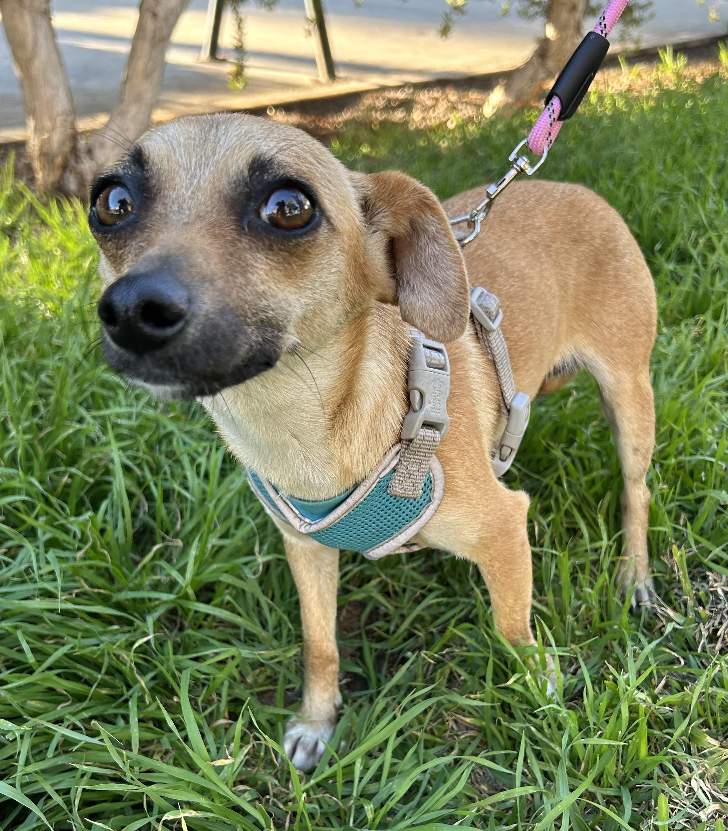Enlarge DOLLY, a ADOPTABLE mixed breed in Bell Gardens, CA image 1/6