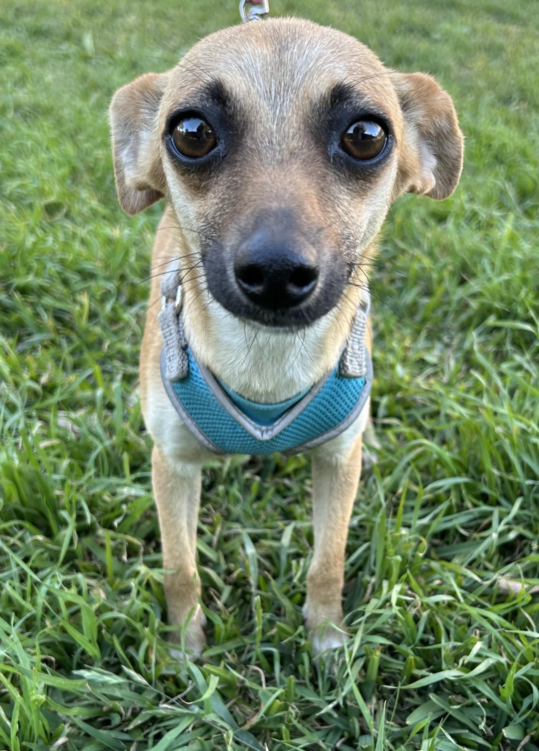 Enlarge DOLLY, a ADOPTABLE mixed breed in Bell Gardens, CA image 2/6