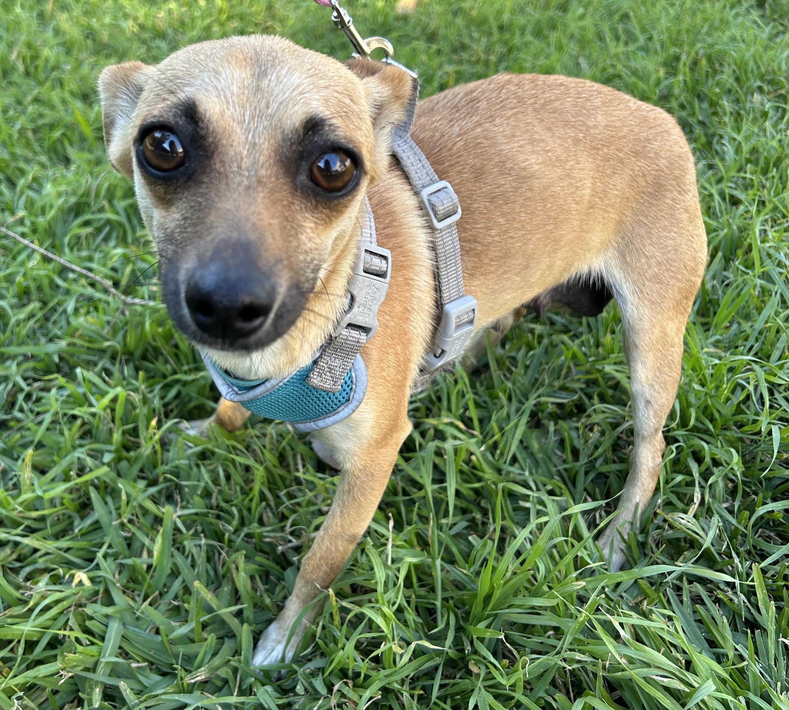 Enlarge DOLLY, a ADOPTABLE mixed breed in Bell Gardens, CA image 6/6