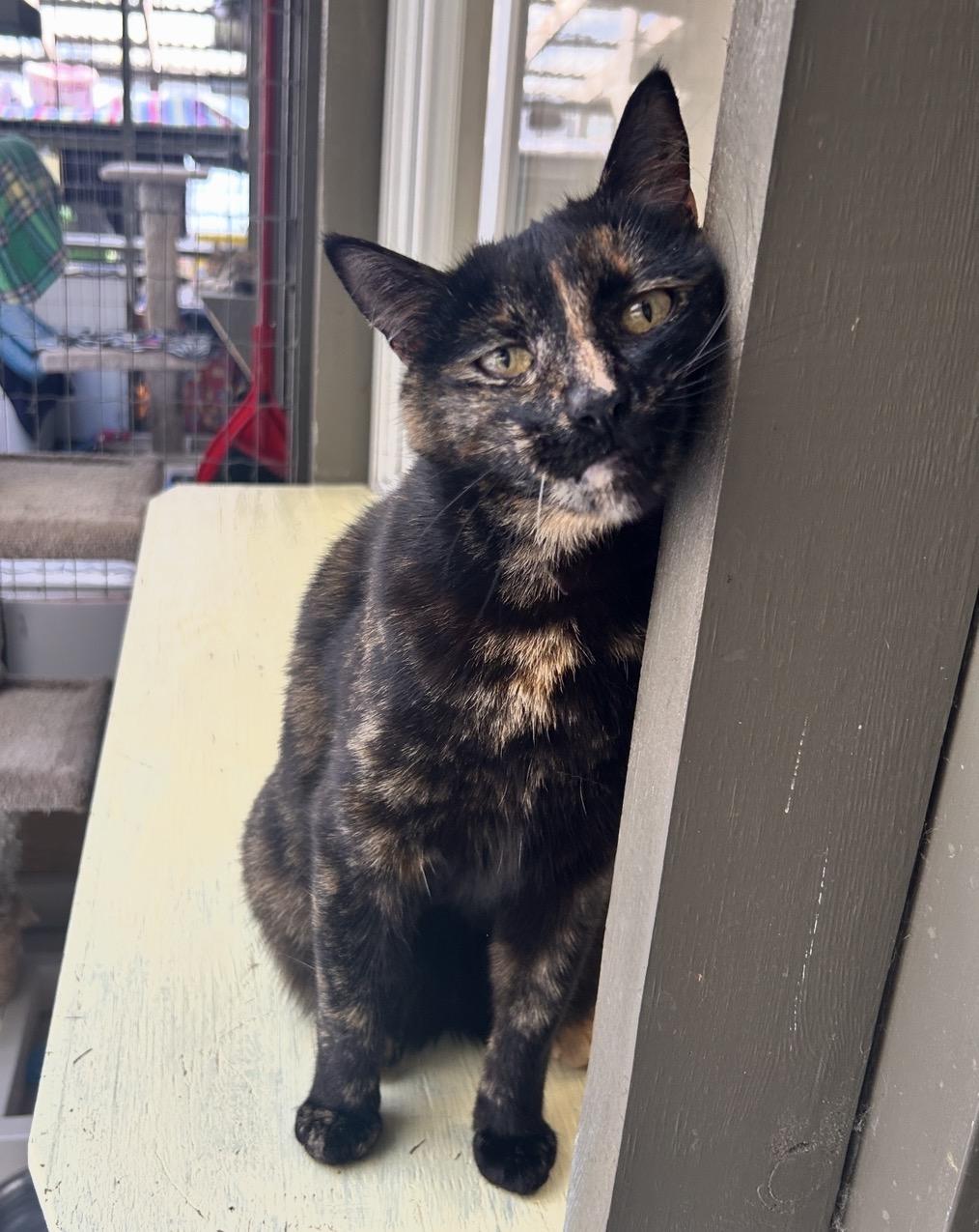 Enlarge Lolita, an adopted Tortoiseshell in Maple Ridge, BC image 5/6