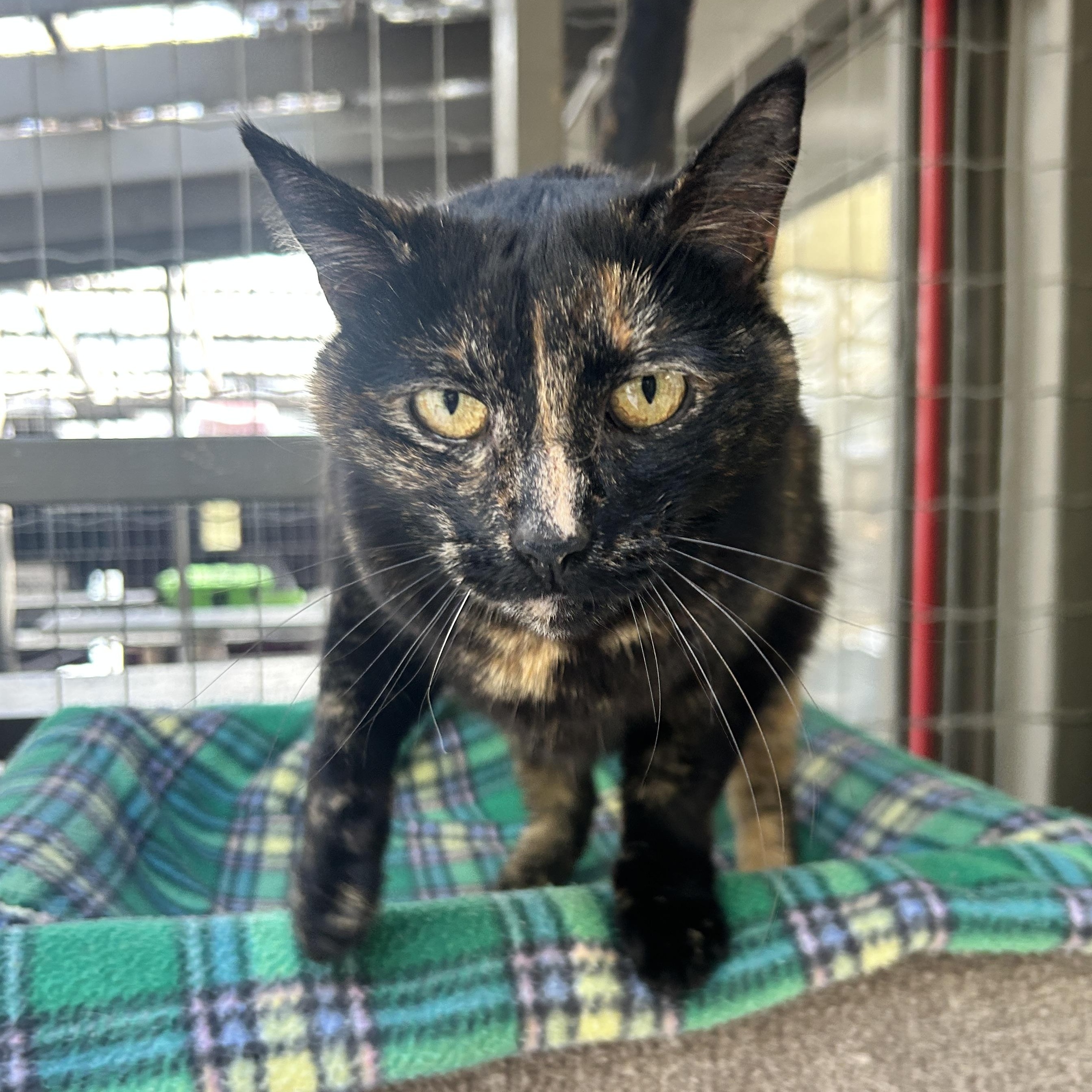 Enlarge Lolita, an adopted Tortoiseshell in Maple Ridge, BC image 1/6