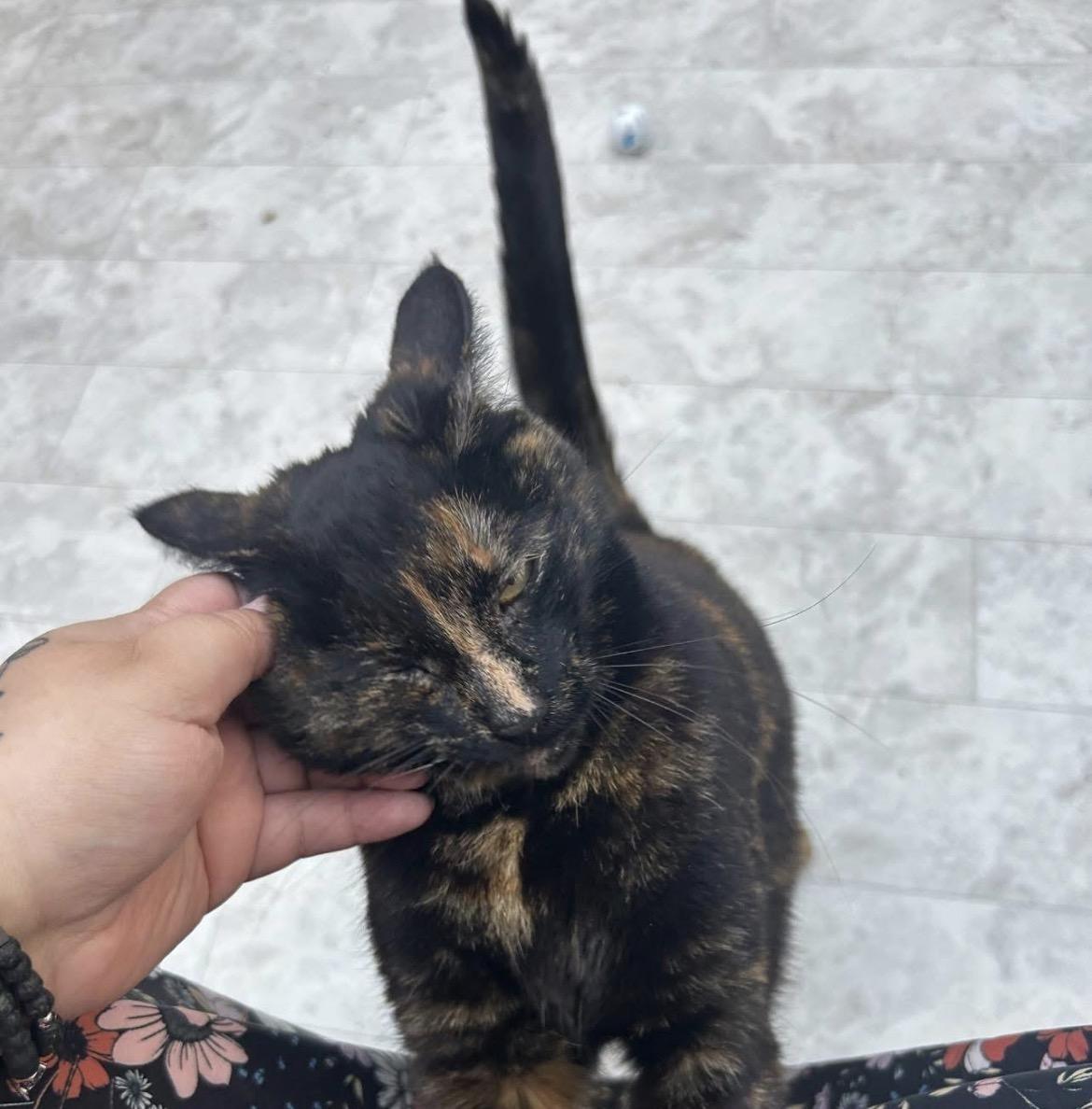 Enlarge Lolita, an adopted Tortoiseshell in Maple Ridge, BC image 3/6