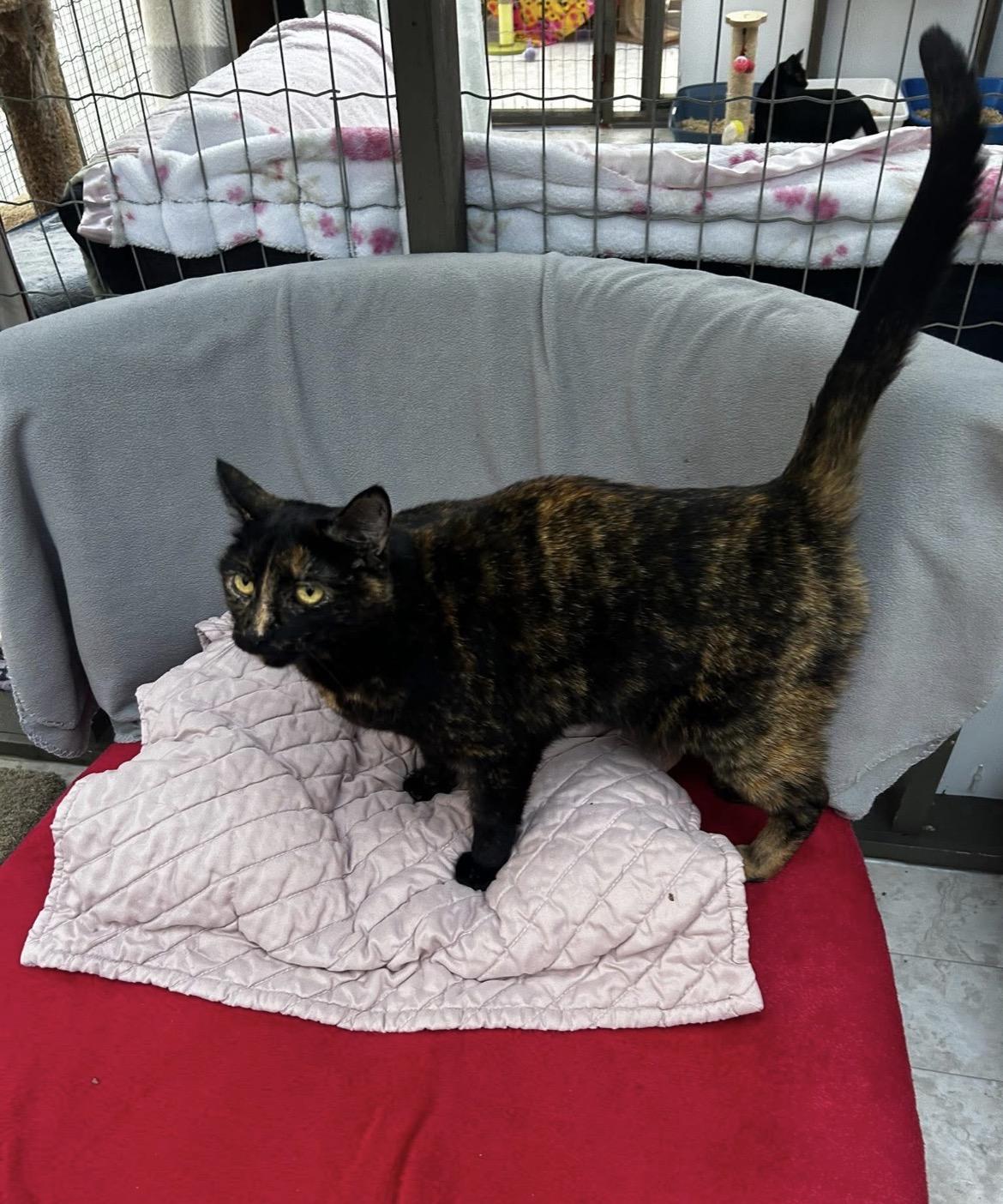 Enlarge Lolita, an adopted Tortoiseshell in Maple Ridge, BC image 6/6