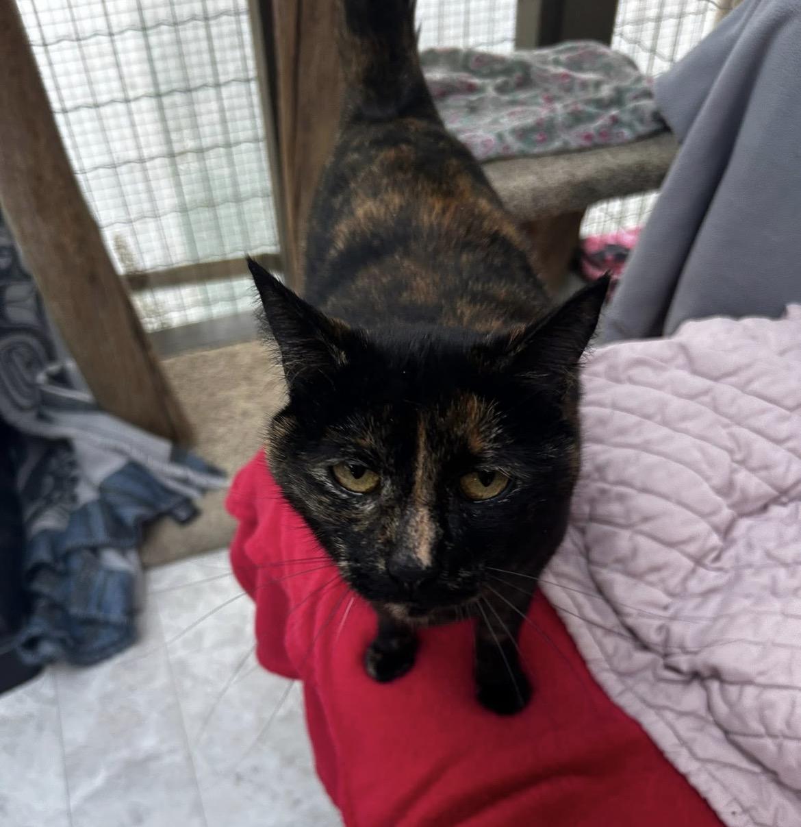 Enlarge Lolita, an adopted Tortoiseshell in Maple Ridge, BC image 4/6
