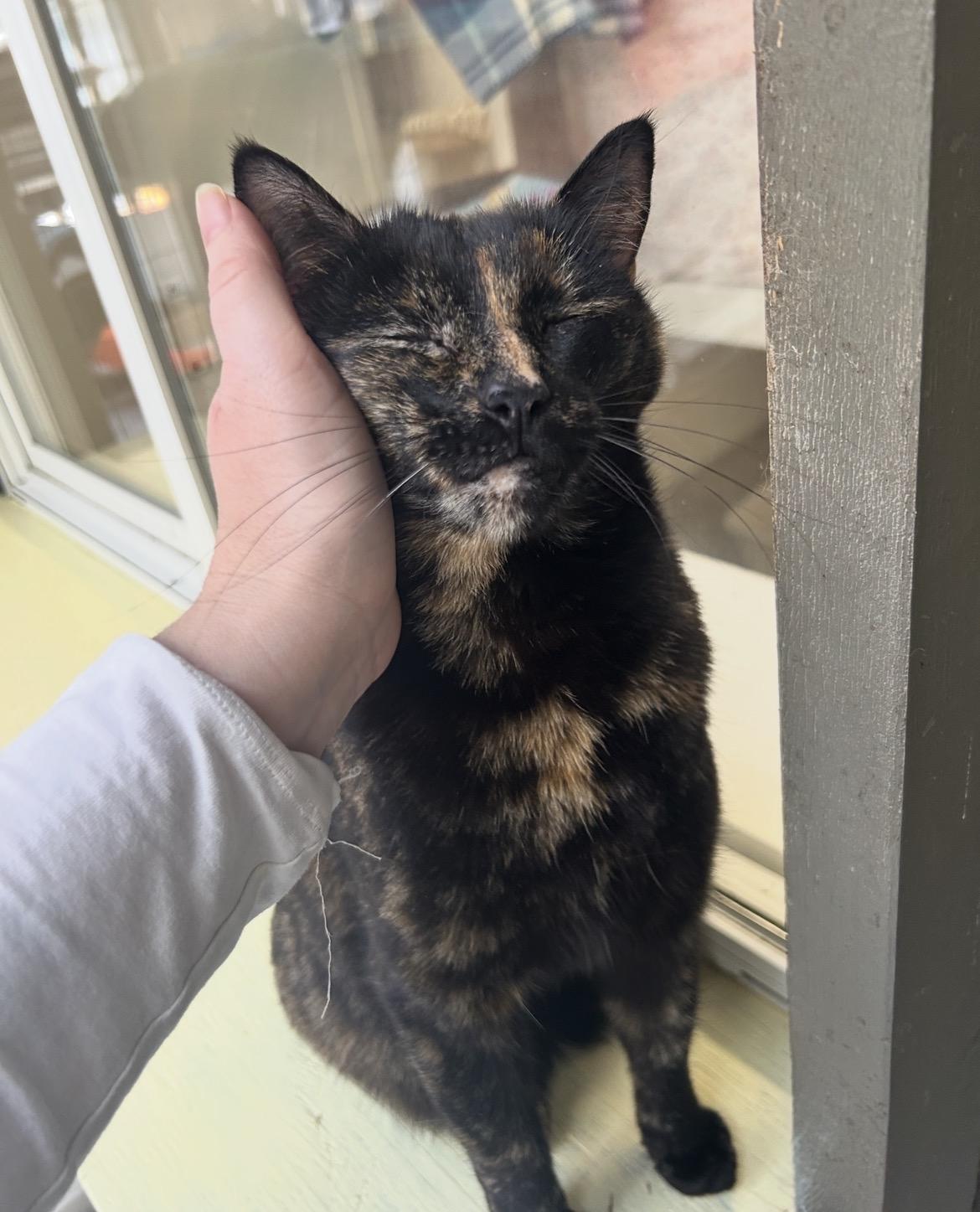 Enlarge Lolita, an adopted Tortoiseshell in Maple Ridge, BC image 2/6