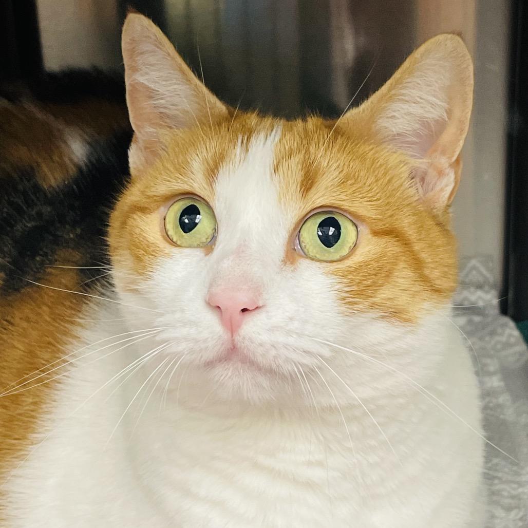 Poots aka Penny, Adoptable, Adult Female Domestic Short Hair.