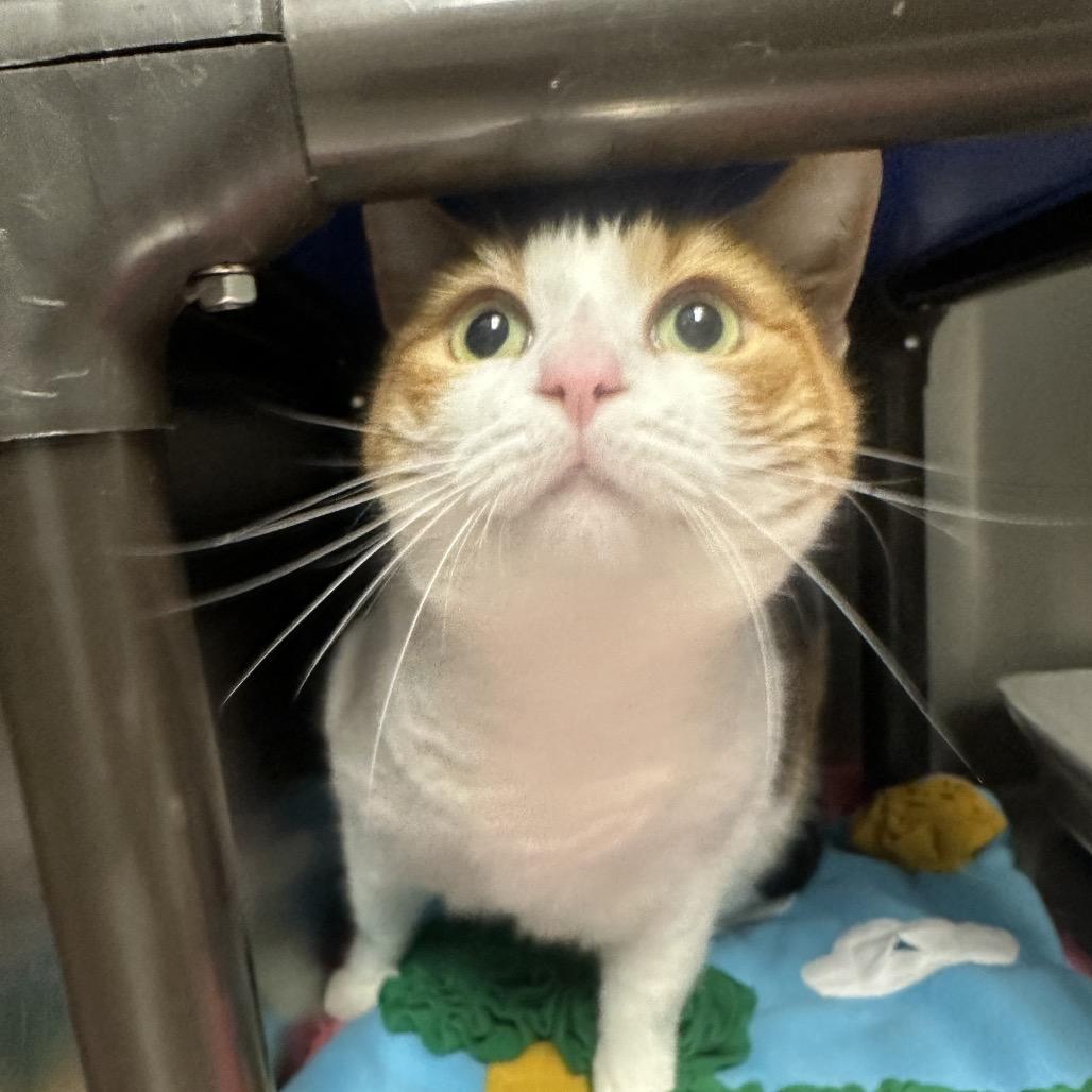Poots aka Penny, a Adoptable Domestic Short Hair in Columbia Station, OH image 2/3