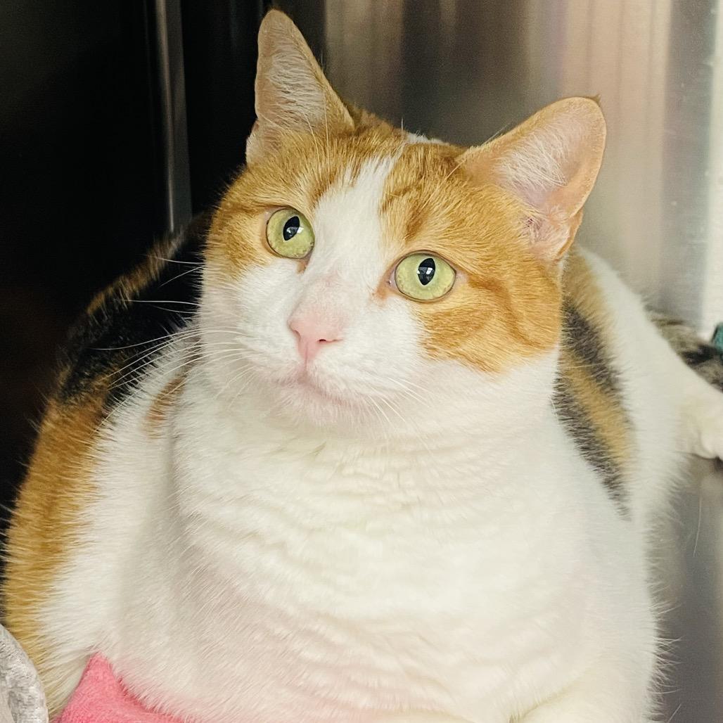 Poots aka Penny, a Adoptable Domestic Short Hair in Columbia Station, OH image 3/3