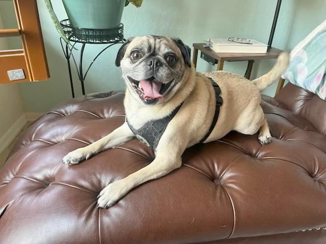 Chico, ADOPTABLE, Adult Male Pug.