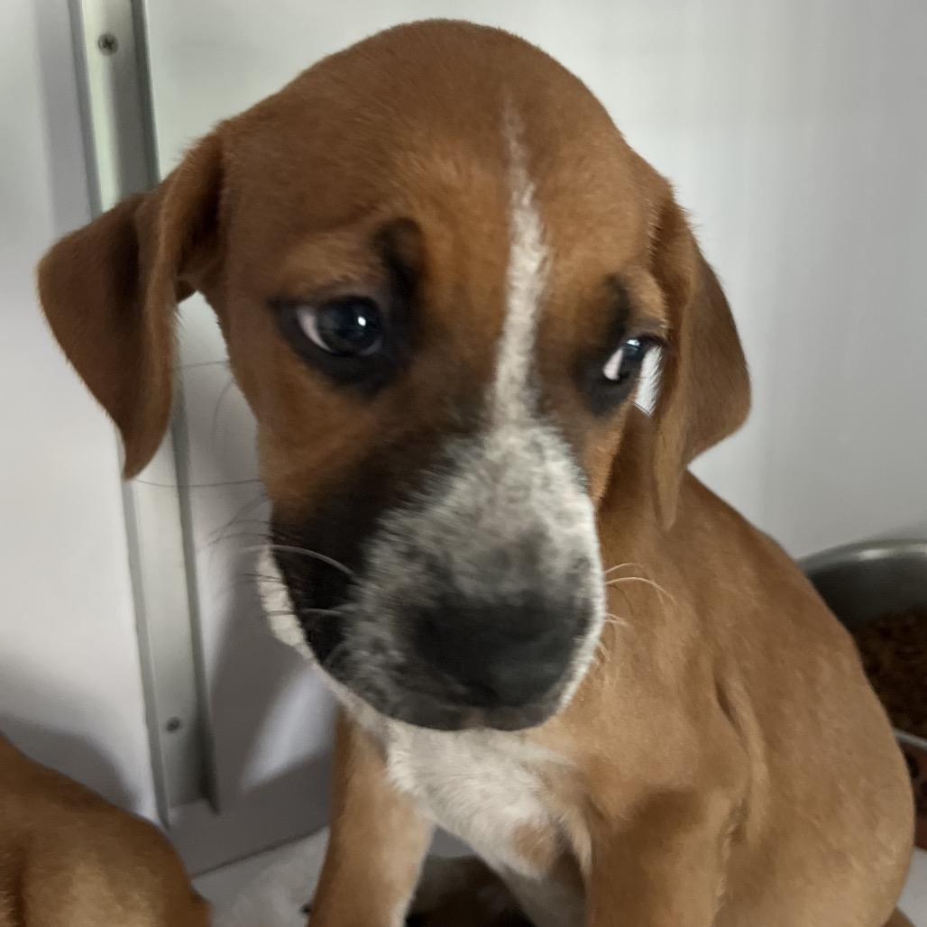 Tristan, Adoptable, Puppy Male Boxer.