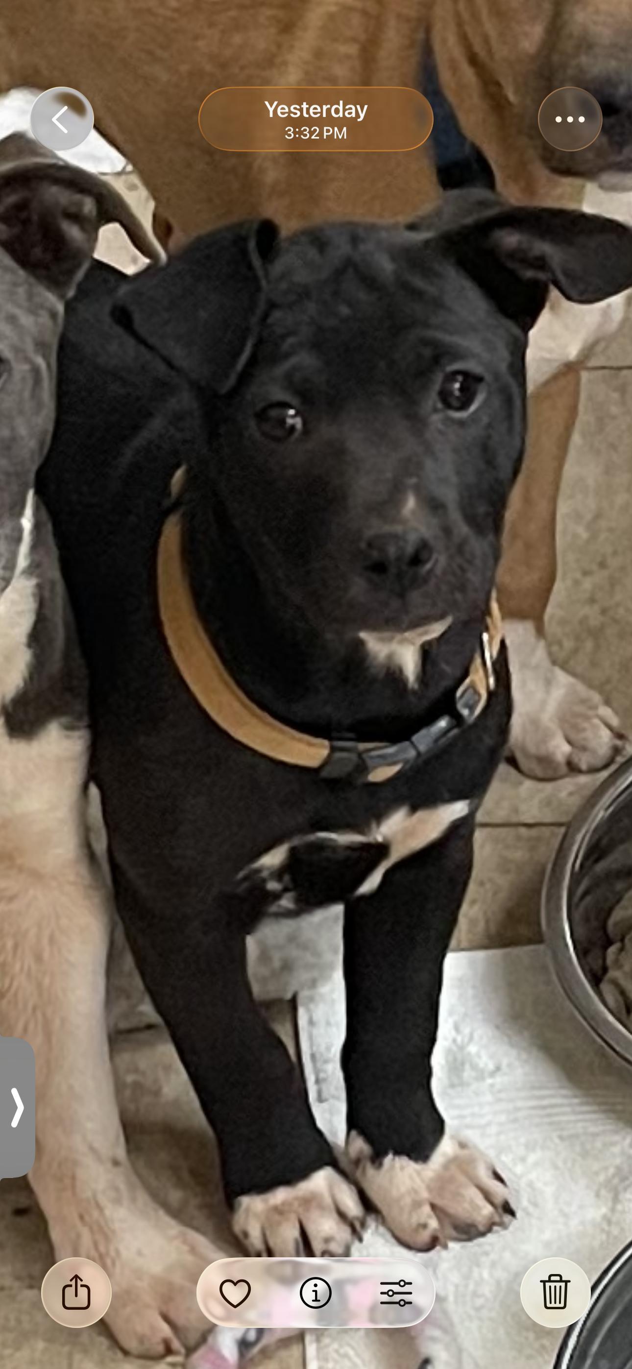 COURTESY POST...Raven, Adoptable, Puppy Female Catahoula Leopard Dog.
