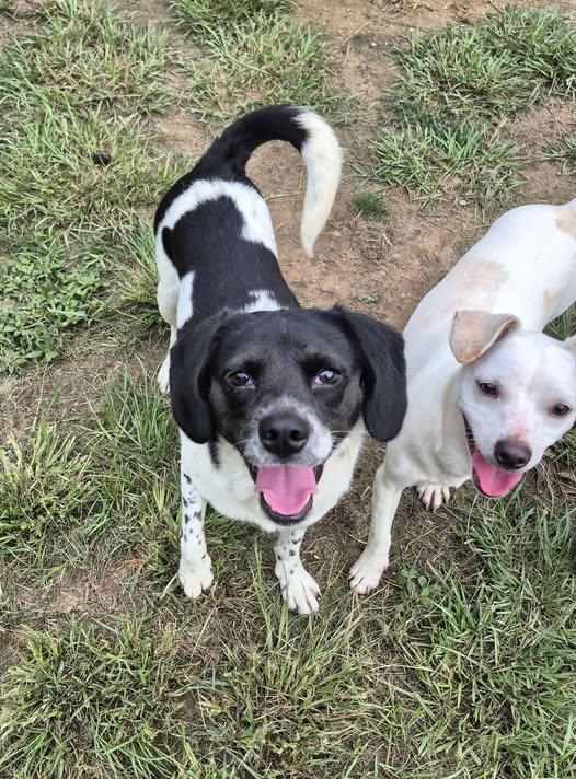 Morticia, a Adoptable mixed breed in metairie, LA image 5/5
