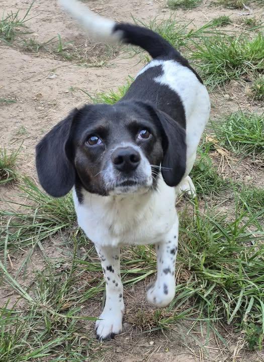 Morticia, Adoptable, Adult Female Beagle.