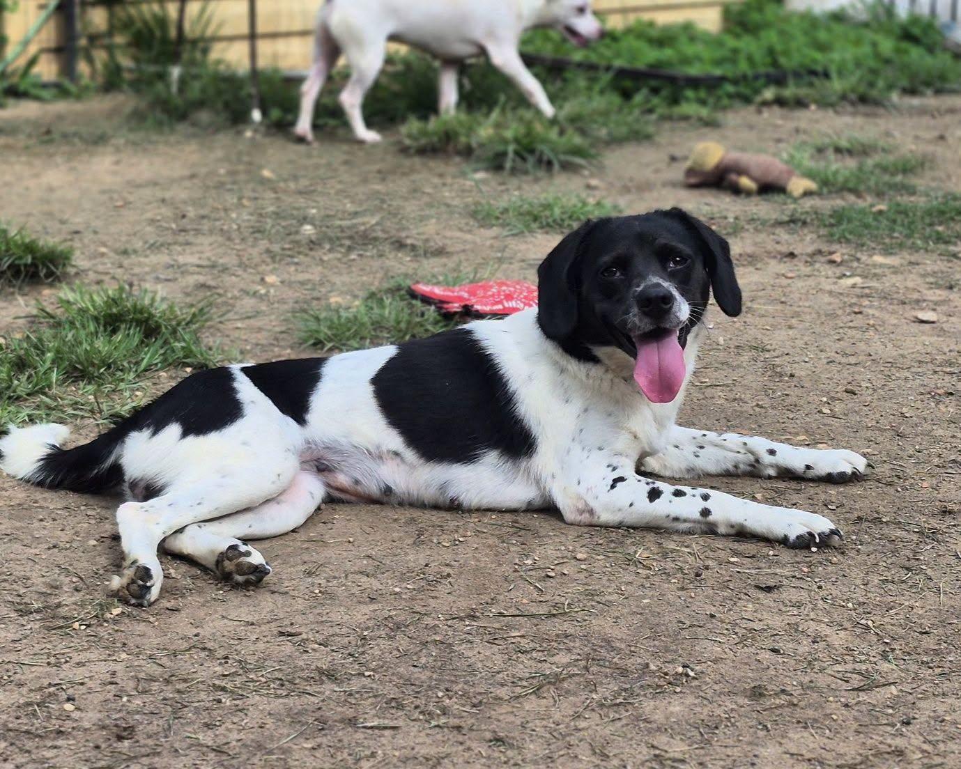 Morticia, a Adoptable mixed breed in metairie, LA image 3/5