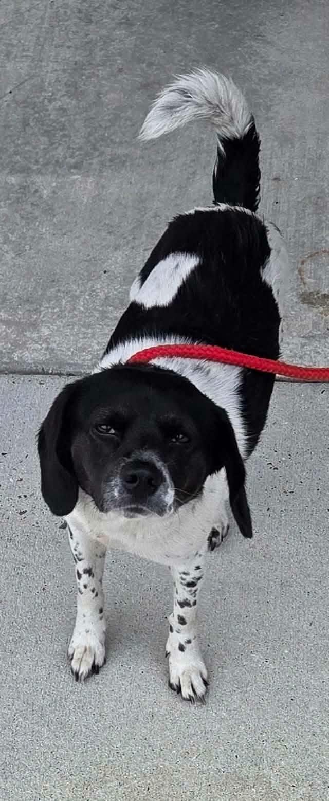 Morticia, a Adoptable mixed breed in metairie, LA image 2/5