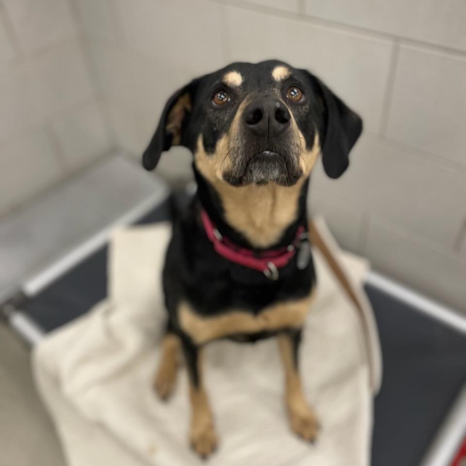 Enlarge Katari, a Adoptable mixed breed in Nashville, TN image 1/6