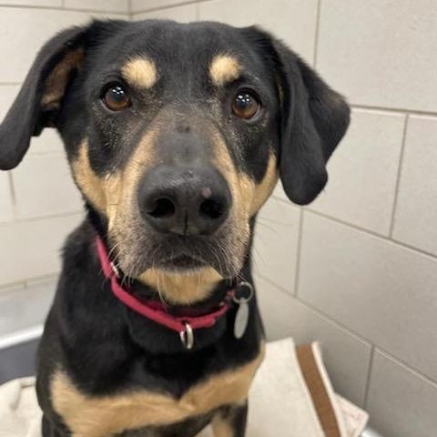 Enlarge Katari, a Adoptable mixed breed in Nashville, TN image 3/6