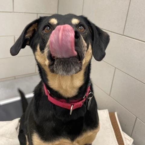 Enlarge Katari, a Adoptable mixed breed in Nashville, TN image 4/6