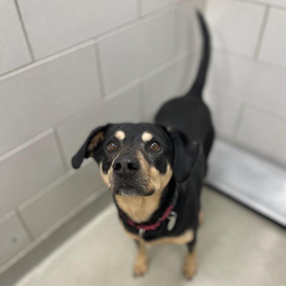 Enlarge Katari, a Adoptable mixed breed in Nashville, TN image 5/6