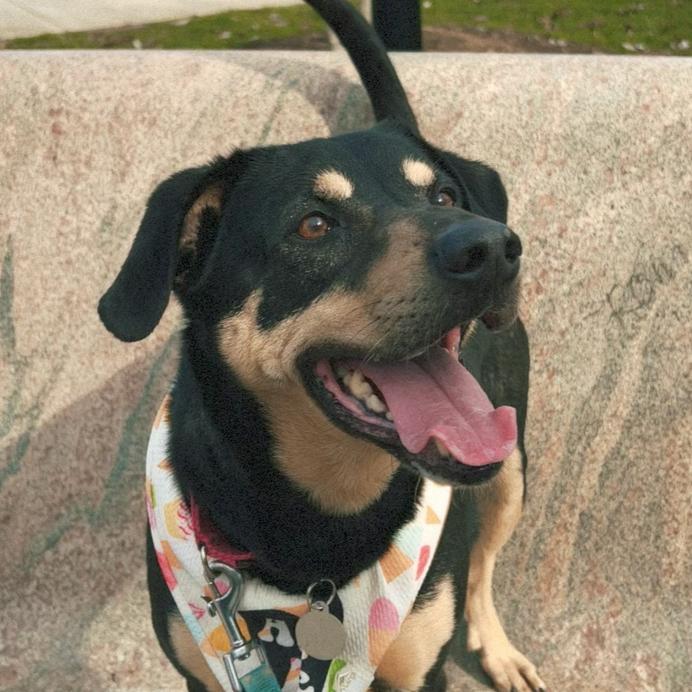 Enlarge Katari, a Adoptable mixed breed in Nashville, TN image 6/6