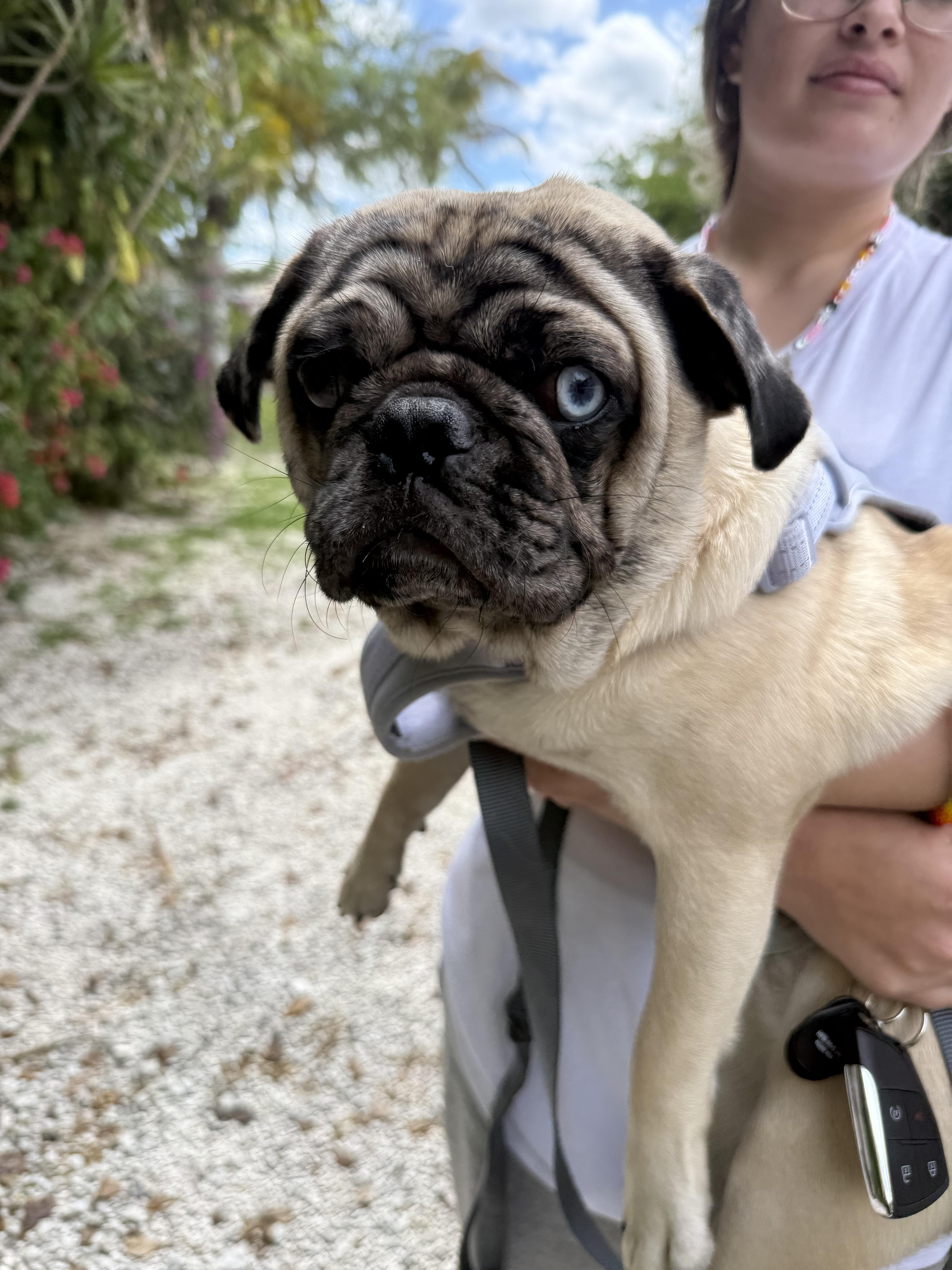 frank, adopted, Young Male Pug.