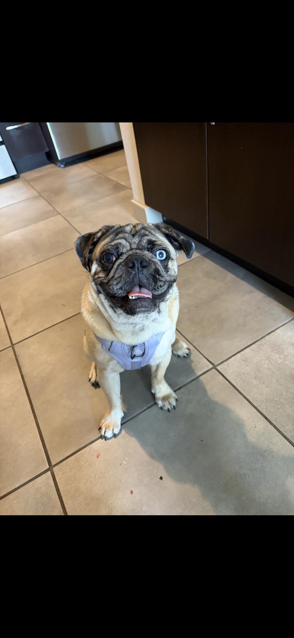 Enlarge frank, an adopted Pug in Miami, FL image 2/2