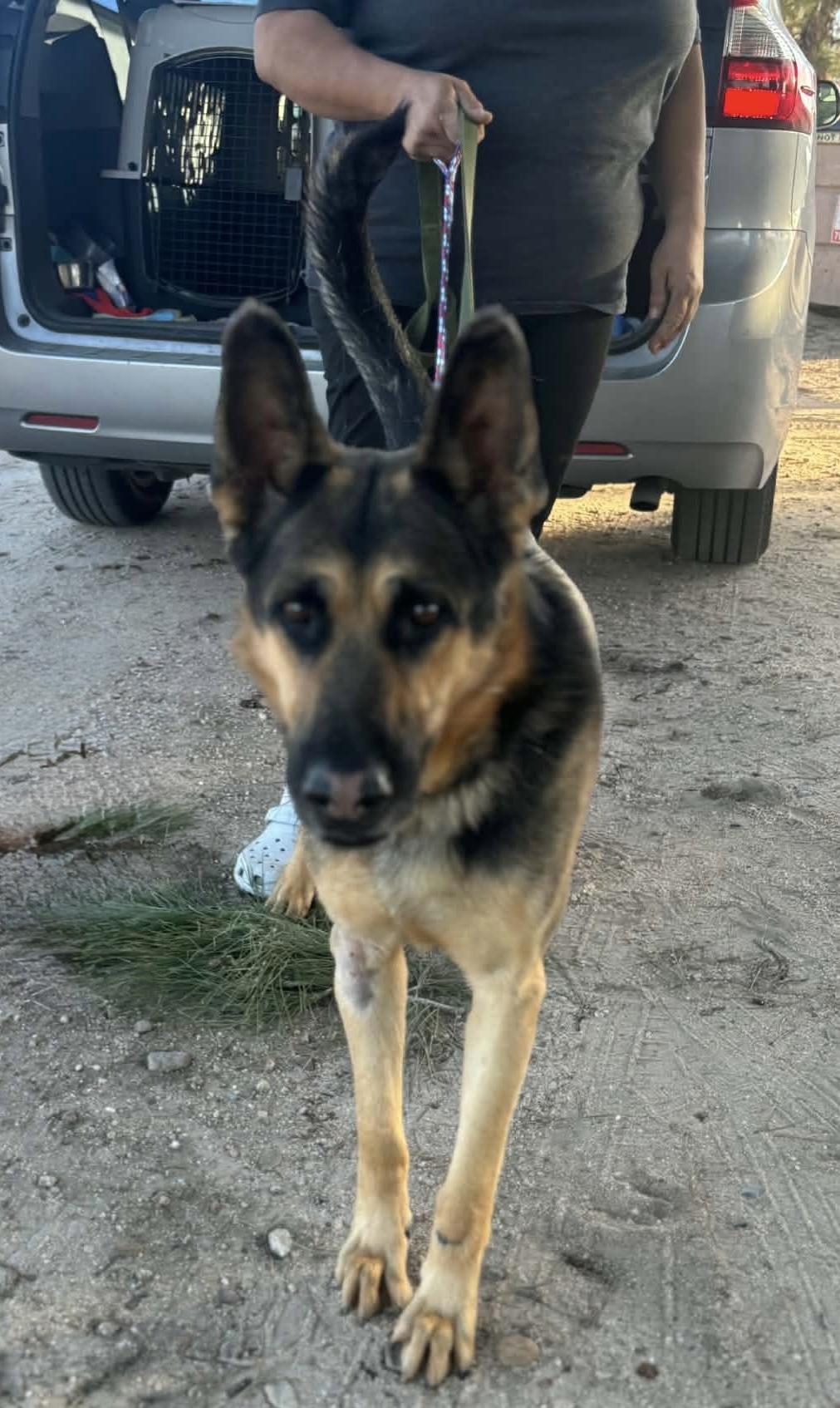 Chip- coming soon, ADOPTABLE, Adult Male German Shepherd Dog.