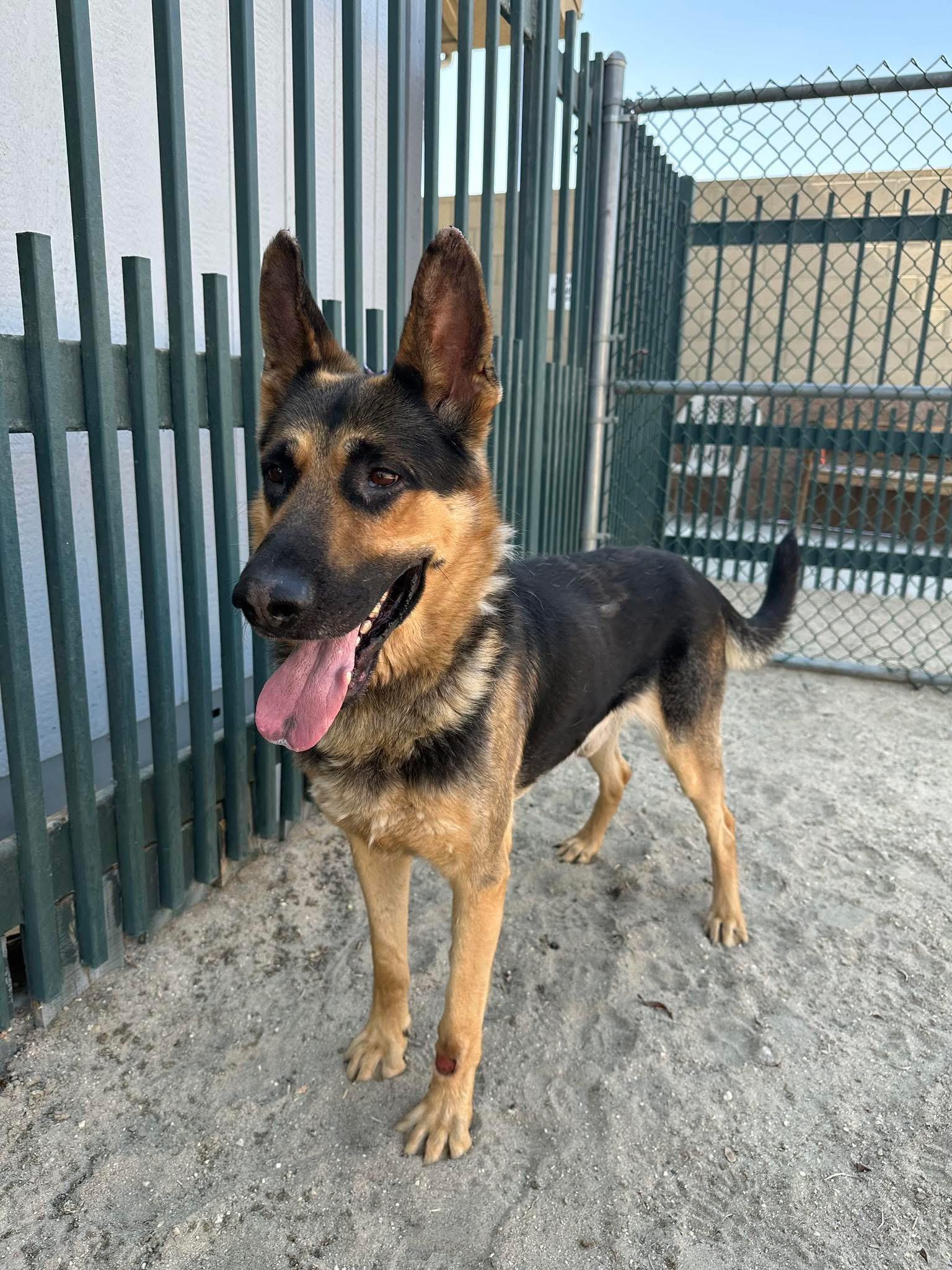 Enlarge Chip- coming soon, a ADOPTABLE mixed breed in Jefferson City, MO image 2/3