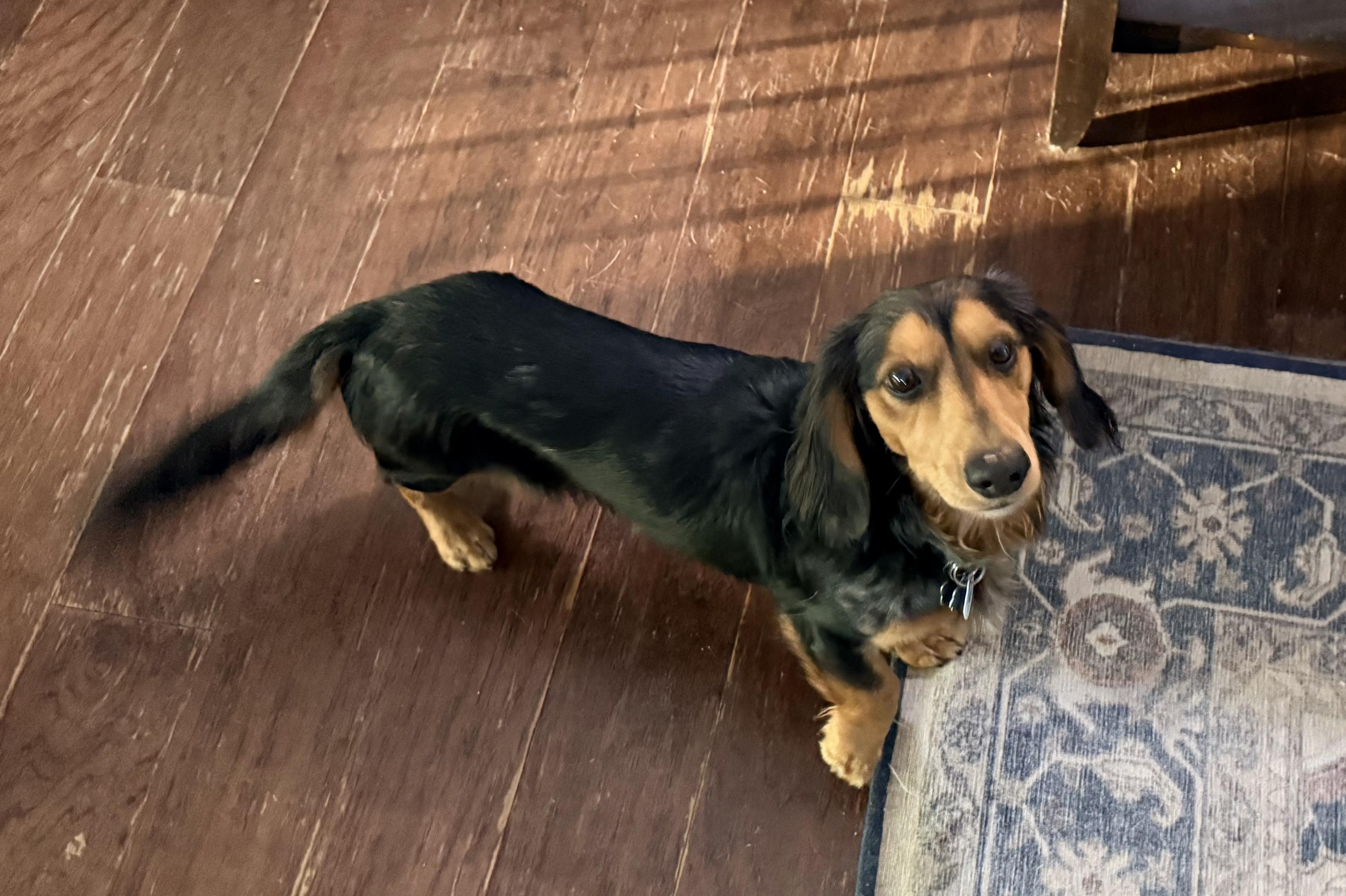 Enlarge Meeko, a ADOPTABLE Dachshund (Long Haired) in Colleyville, TX image 1/3