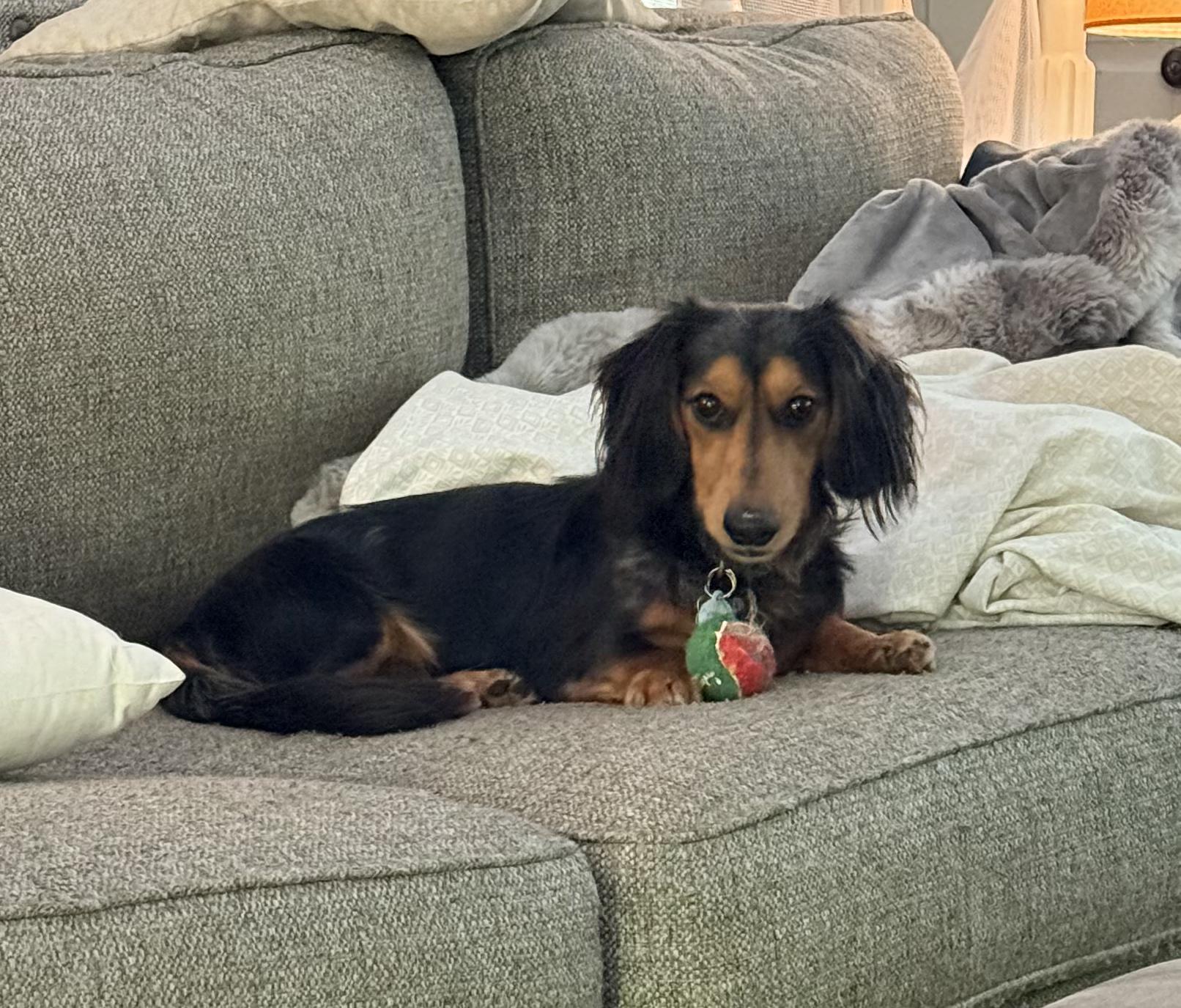 Enlarge Meeko, a ADOPTABLE Dachshund (Long Haired) in Colleyville, TX image 2/3