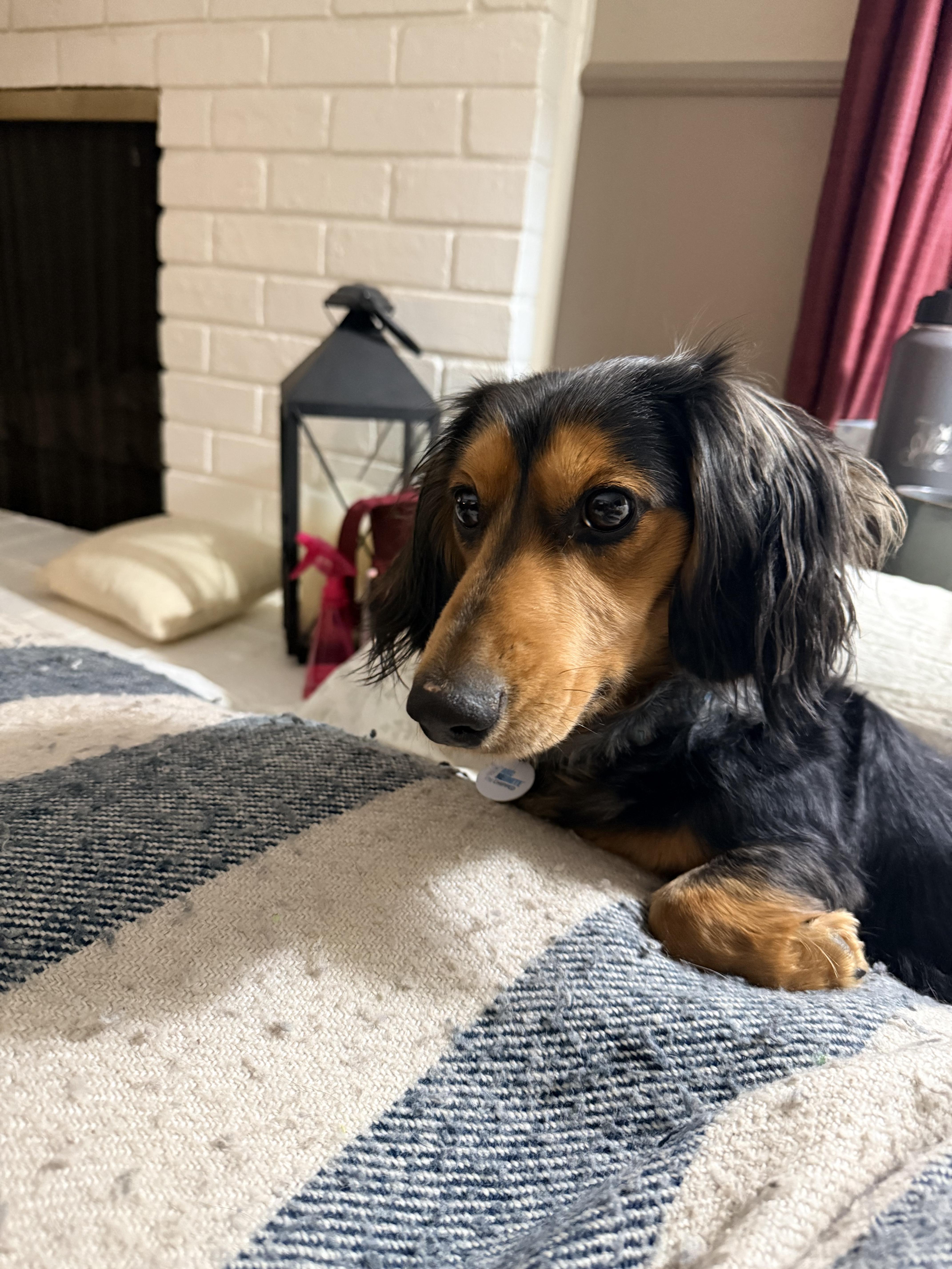 Enlarge Meeko, a ADOPTABLE Dachshund (Long Haired) in Colleyville, TX image 3/3