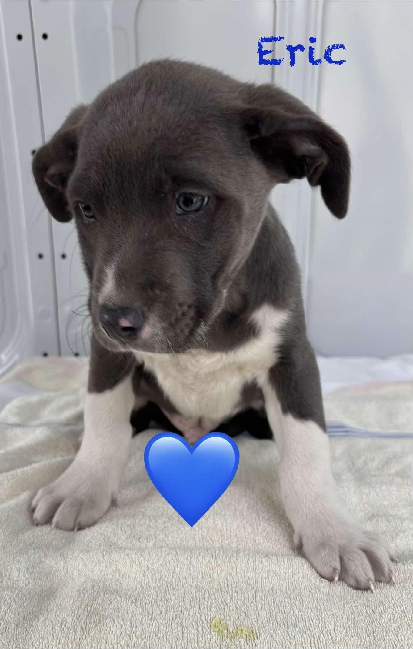 Erik, Adoptable, Puppy Male Pit Bull Terrier.