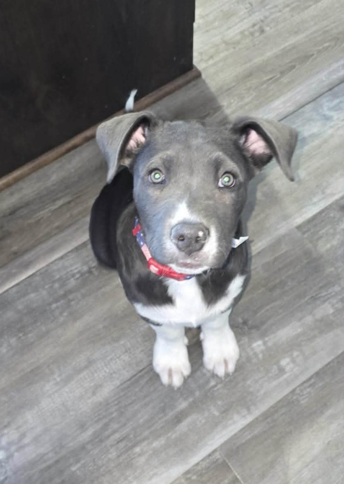 Enlarge Erik, a Adoptable Pit Bull Terrier in Minneapolis, MN image 2/3