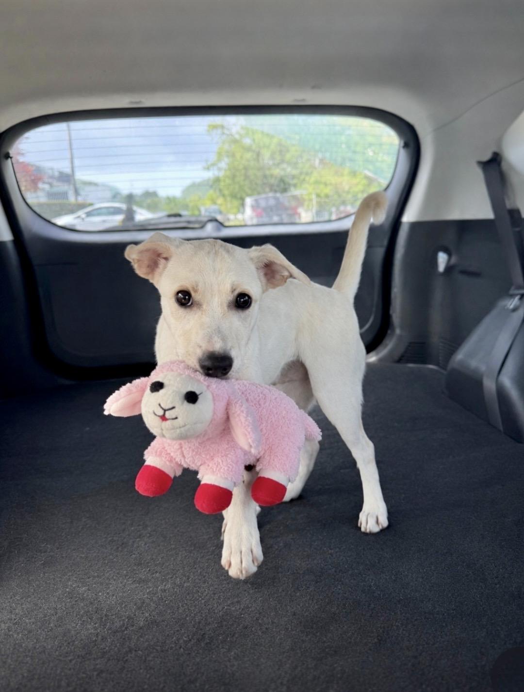 Enlarge Claire, a ADOPTABLE mixed breed in Lake Worth, FL image 3/5