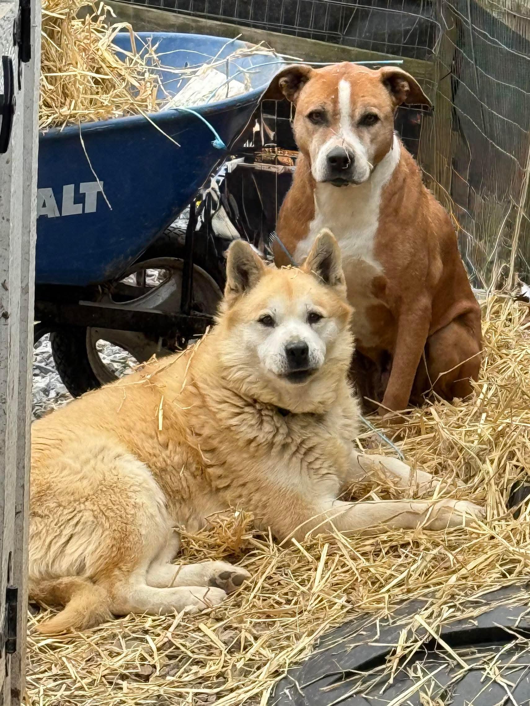 Buddy And Bandit thumbnail 2