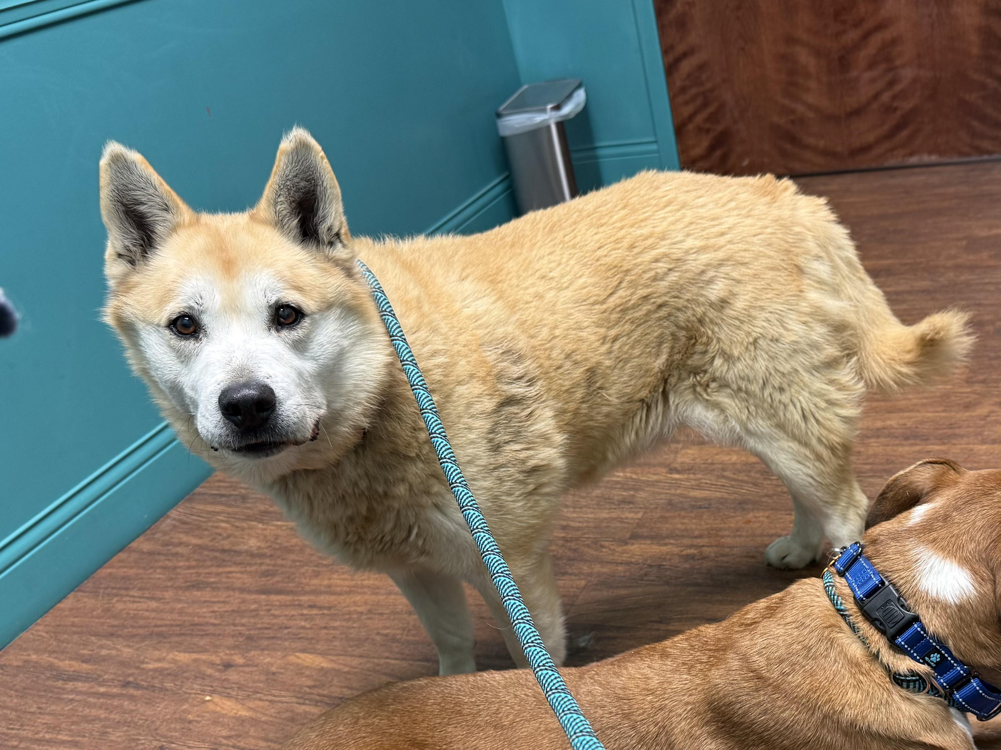 Buddy And Bandit thumbnail 6