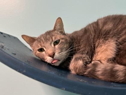 Mako, Adoptable, Senior Male Domestic Short Hair & Domestic Short Hair.