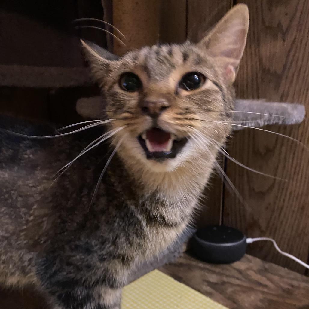 Enlarge Eddison, a Adoptable American Shorthair in SAN ANTONIO, TX image 1/1